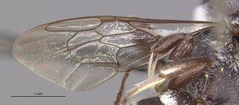 Media type: image;   Entomology 15720 Aspect: Wing front